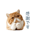敬語のエキゾチックショートヘア（個別スタンプ：9）