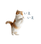 敬語のエキゾチックショートヘア（個別スタンプ：10）