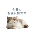 敬語のエキゾチックショートヘア（個別スタンプ：12）