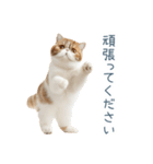 敬語のエキゾチックショートヘア（個別スタンプ：13）