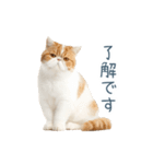 敬語のエキゾチックショートヘア（個別スタンプ：23）