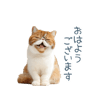 敬語のエキゾチックショートヘア（個別スタンプ：24）