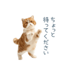 敬語のエキゾチックショートヘア（個別スタンプ：26）
