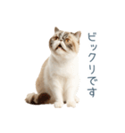 敬語のエキゾチックショートヘア（個別スタンプ：29）