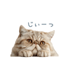 敬語のエキゾチックショートヘア（個別スタンプ：31）