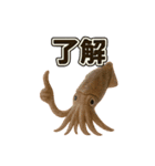 ららら イカ2（個別スタンプ：20）
