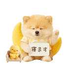 ラフな敬語の癒しポメラニアン（個別スタンプ：15）