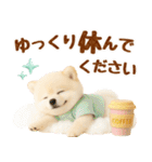 ラフな敬語の癒しポメラニアン（個別スタンプ：18）