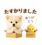 ラフな敬語の癒しポメラニアン（個別スタンプ：32）