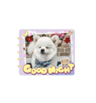 こむぎさん⑤（個別スタンプ：5）