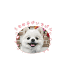 こむぎさん⑤（個別スタンプ：8）