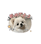 こむぎさん⑤（個別スタンプ：14）