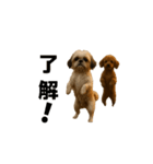 踊るシーズーとトイプードル（個別スタンプ：6）