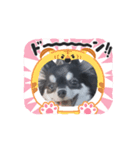 chiwawanokusuke（個別スタンプ：5）