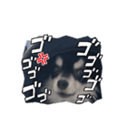 chiwawanokusuke（個別スタンプ：6）