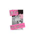 動くcoco＆nuts（個別スタンプ：7）