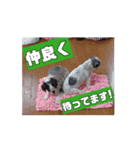 動くcoco＆nuts（個別スタンプ：10）