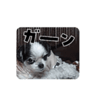 動くcoco＆nuts（個別スタンプ：11）