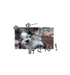 動くcoco＆nuts（個別スタンプ：15）