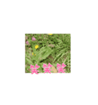 かわいい花のスタンプ（個別スタンプ：9）