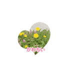 かわいい花のスタンプ（個別スタンプ：12）