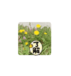 かわいい花のスタンプ（個別スタンプ：14）