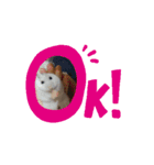ぴーちゃんスタンプ 2（個別スタンプ：5）
