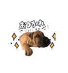 ロジャー＆パブロ（個別スタンプ：6）