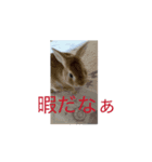 あにまるるの1日（個別スタンプ：4）