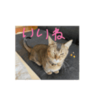 ミィちゃん☆（個別スタンプ：2）