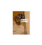 ミィちゃん☆（個別スタンプ：4）
