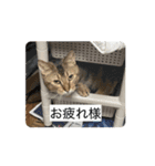 ミィちゃん☆（個別スタンプ：16）