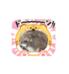 我が家のハムハムのんちゃん（個別スタンプ：2）