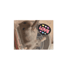 我が家のハムハムのんちゃん（個別スタンプ：5）