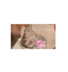 我が家のハムハムのんちゃん（個別スタンプ：6）