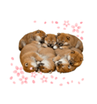 【熟睡犬】（個別スタンプ：1）