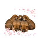 【熟睡犬】（個別スタンプ：5）