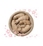 【熟睡犬】（個別スタンプ：6）