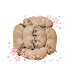 【熟睡犬】（個別スタンプ：8）