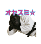 最強柔道アニマルズ！（個別スタンプ：37）
