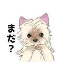 ヨークシャーテリアのスタンプ。（個別スタンプ：11）