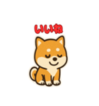 かわいい豆柴の毎日使えるスタンプ（個別スタンプ：1）