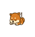 かわいい豆柴の毎日使えるスタンプ（個別スタンプ：11）