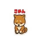 かわいい豆柴の毎日使えるスタンプ（個別スタンプ：13）