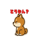 かわいい豆柴の毎日使えるスタンプ（個別スタンプ：34）