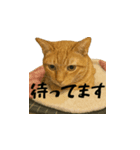 小花達のゆるっとスタンプ(日本語）（個別スタンプ：1）