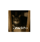 小花達のゆるっとスタンプ(日本語）（個別スタンプ：15）