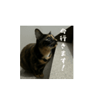 小花達のゆるっとスタンプ(日本語）（個別スタンプ：16）