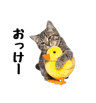 ぎゅっと抱きしめ猫の日常スタンプ（個別スタンプ：1）