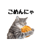 ぎゅっと抱きしめ猫の日常スタンプ（個別スタンプ：2）